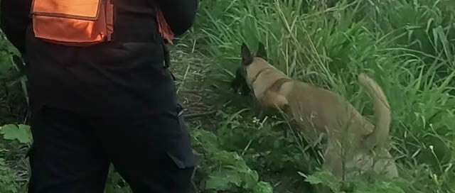 IGUAZÚ: Bomberos realizaron un Encuentro de Unidades Caninas con foco en búsqueda y rescate