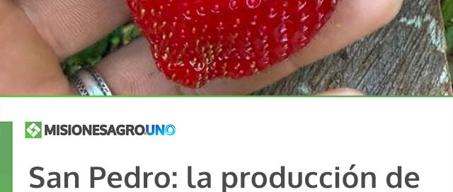 San Pedro: la producción de frutillas en Colonia Alegría, una alternativa para resistir la crisis